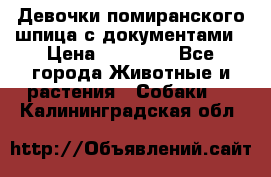 Девочки помиранского шпица с документами › Цена ­ 23 000 - Все города Животные и растения » Собаки   . Калининградская обл.